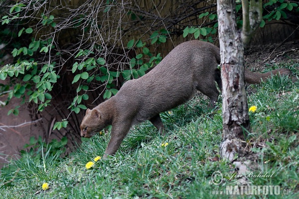 Mačka jaguarundi (Puma yagouaroundi)