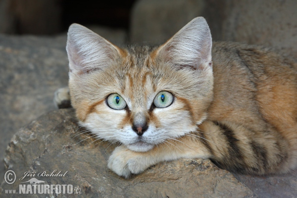 Mačka púšťová (Felis margarita)