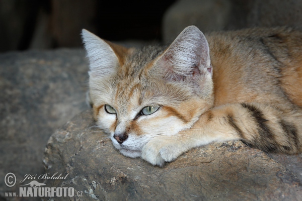 Mačka púšťová (Felis margarita)
