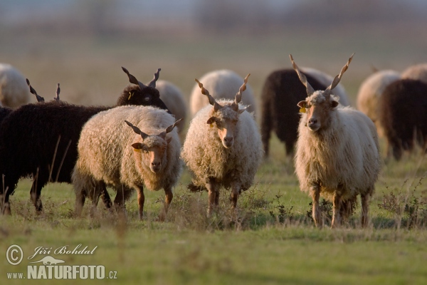 Maďarská cápová ovce (Ovis orientalis aries)