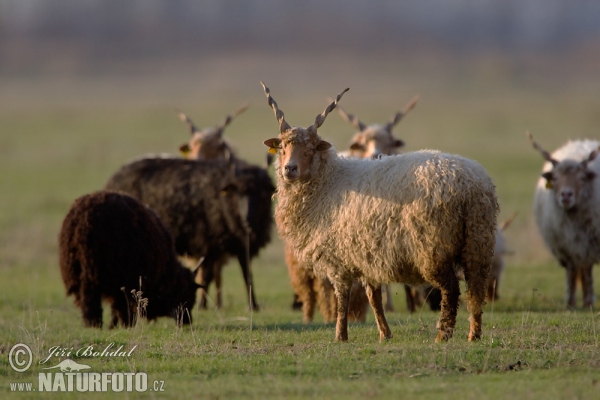 Maďarská cápová ovce - Racka (Ovis orientalis aries)