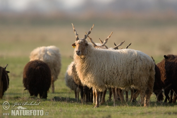 Maďarská cápová ovce - Racka (Ovis orientalis aries)