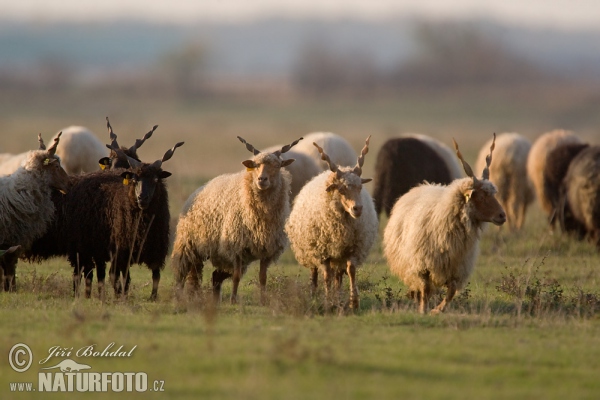 Maďarská cápová ovce - Racka (Ovis orientalis aries)