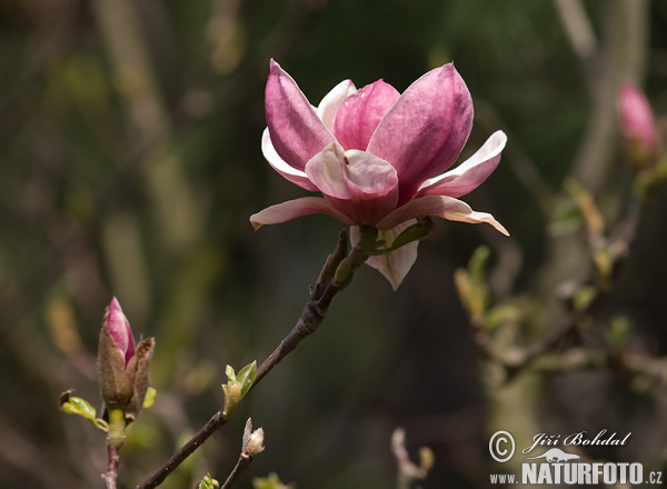 Magnólia soulangeova (Magnolia x soulangeana)