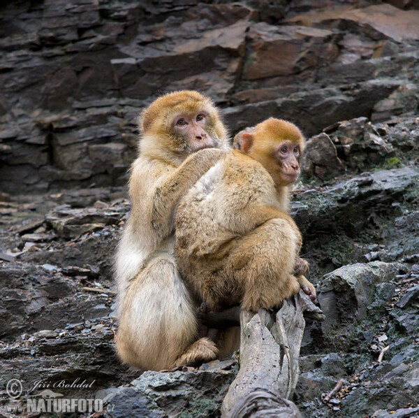 Magot (Macaca sylvanus)