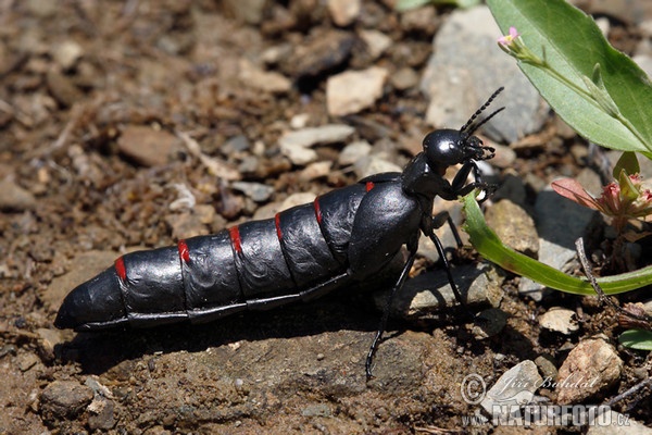 Majka (Berberomeloe majalis)