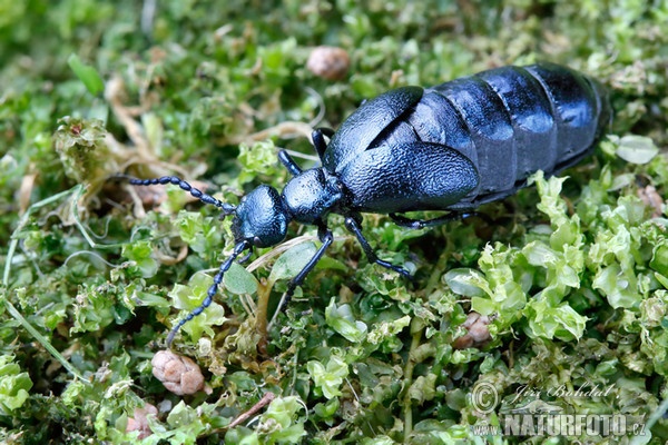 Majka fialová (Meloe violaceus)