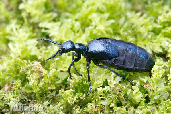 Majka fialová (Meloe violaceus)