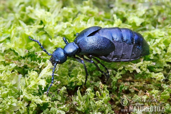 Majka fialová (Meloe violaceus)