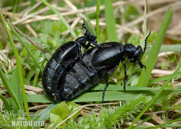 Majka obecná (Meloe proscarabaeus)