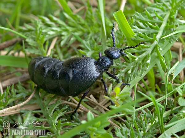 Majka obecná (Meloe proscarabaeus)