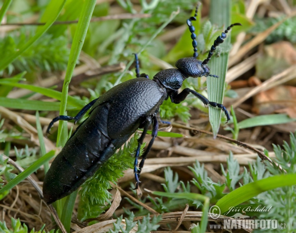 Majka obecná (Meloe proscarabaeus)