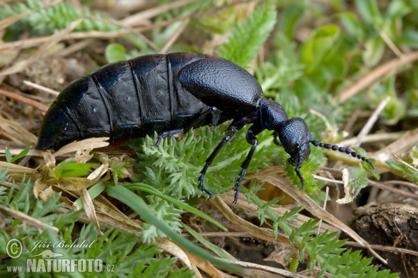 Majka obecná (Meloe proscarabaeus)