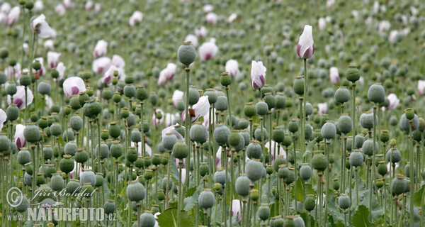 Mák setý (Papaver somniferum)