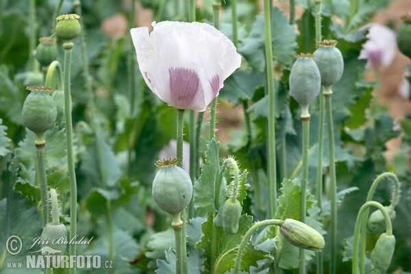 Mák setý (Papaver somniferum)