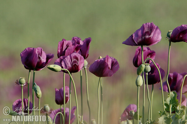 Mák setý (Papaver somniferum)