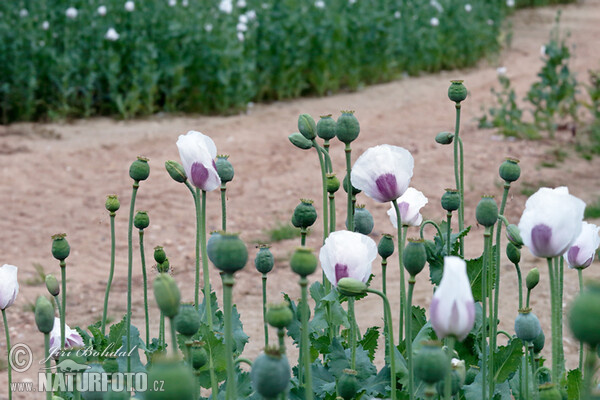 Mak siaty (Papaver somniferum)