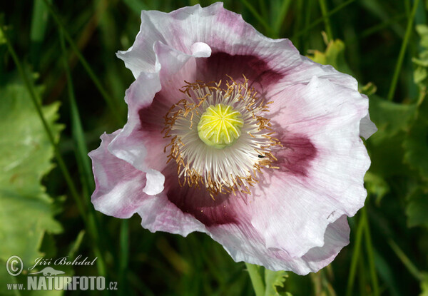 Mak siaty (Papaver somniferum)