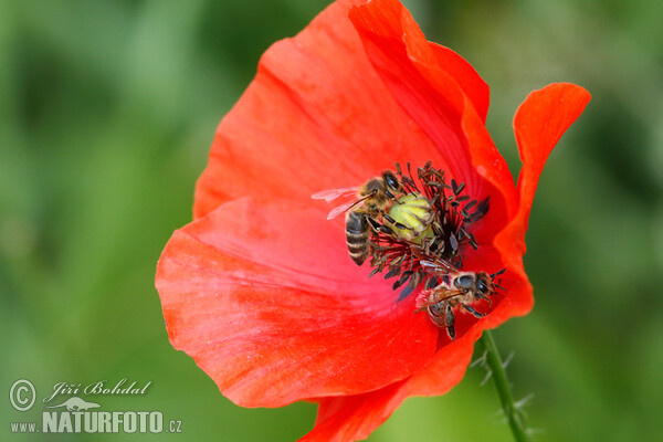 Mák vlčí (Papaver rhoeas)