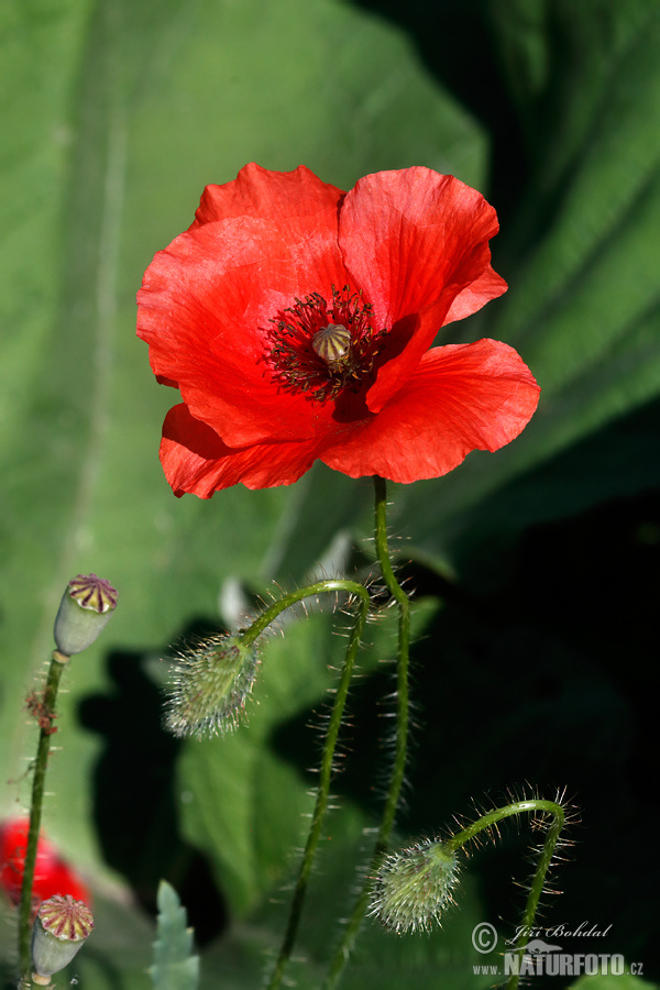 Mak vlčí (Papaver rhoeas)