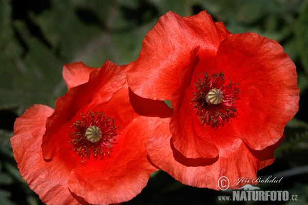 Mák vlčí (Papaver rhoeas)