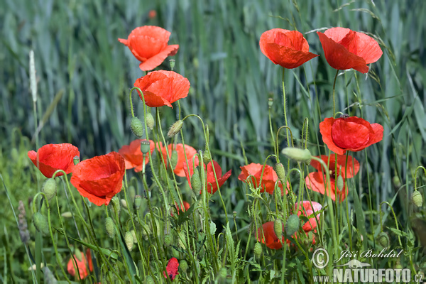 Mak vlčí (Papaver rhoeas)