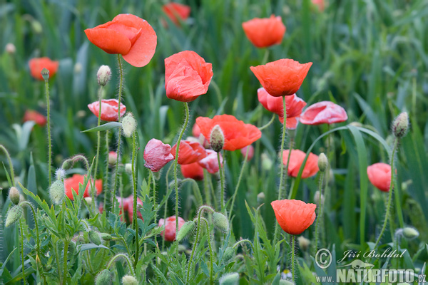 Mak vlčí (Papaver rhoeas)