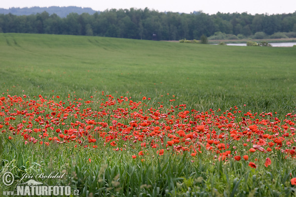 Mak vlčí (Papaver rhoeas)