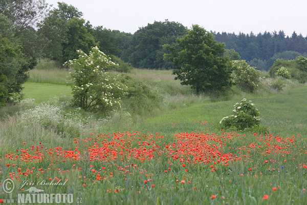 Mak vlčí (Papaver rhoeas)