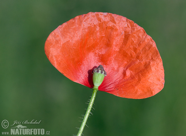 Mak vlčí (Papaver rhoeas)