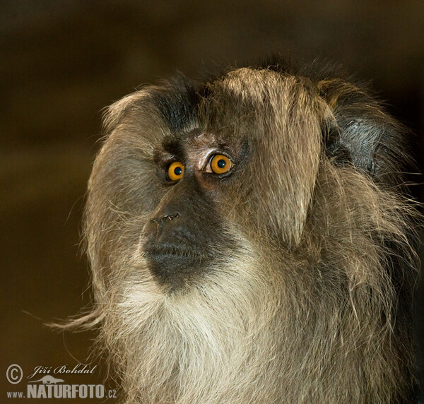 Makak lví (Macaca silenus)