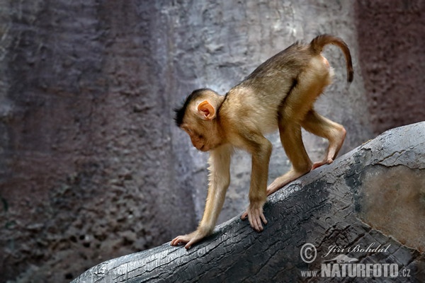 Makak sviňochvostý (Macaca nemestrina)