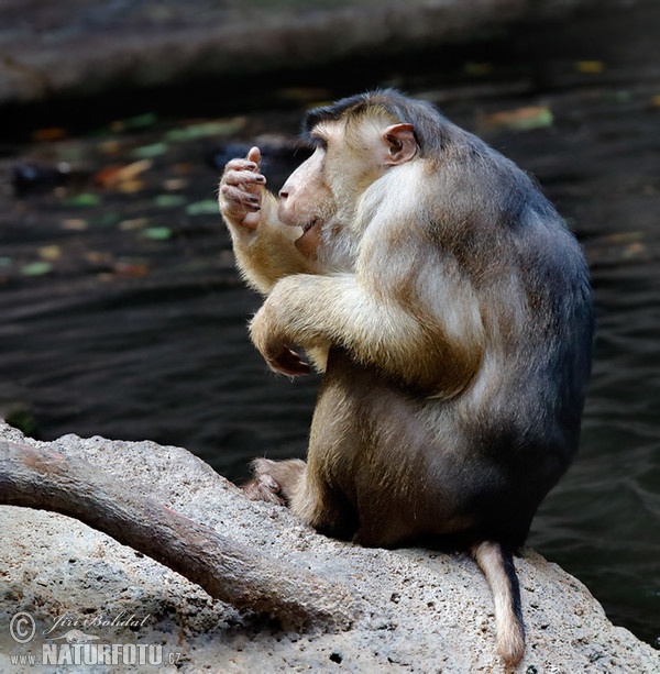 Makak sviňochvostý (Macaca nemestrina)