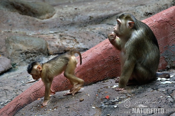 Makak sviňochvostý (Macaca nemestrina)