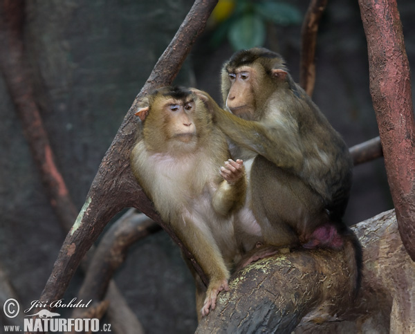 Makak sviňochvostý (Macaca nemestrina)