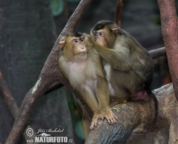 Makak sviňochvostý (Macaca nemestrina)