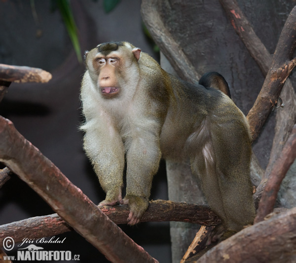 Makak sviňochvostý (Macaca nemestrina)