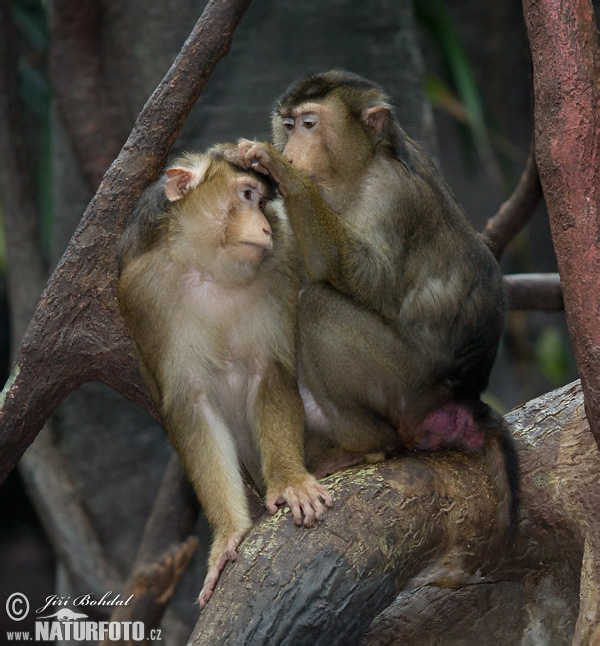 Makak sviňochvostý (Macaca nemestrina)