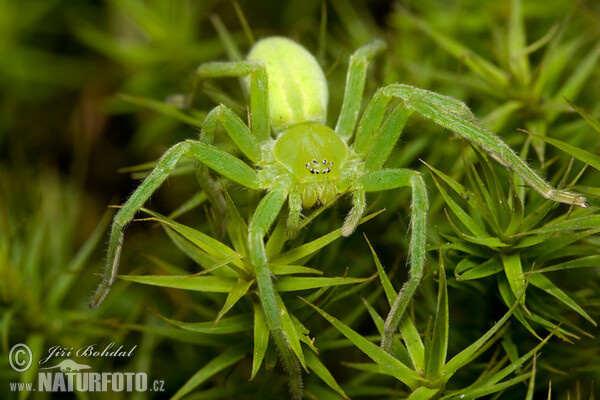 Maloočka smaragdová (Micrommata virescens)