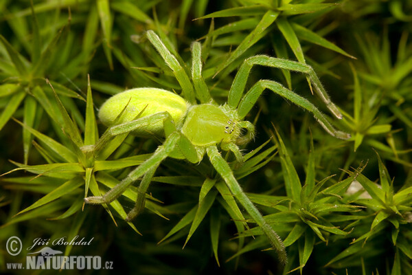 Maloočka smaragdová (Micrommata virescens)