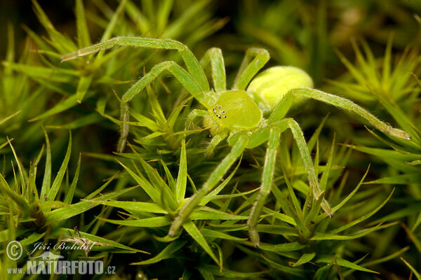 Maloočka smaragdová (Micrommata virescens)