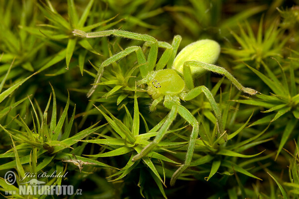 Maloočka smaragdová (Micrommata virescens)