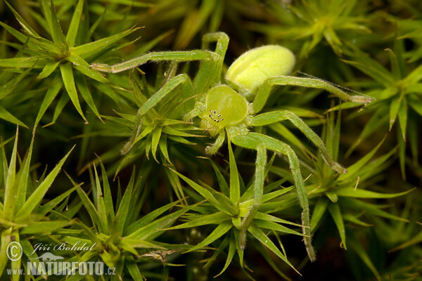 Maloočka smaragdová (Micrommata virescens)