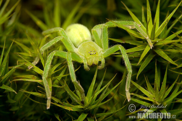 Maloočka smaragdová (Micrommata virescens)