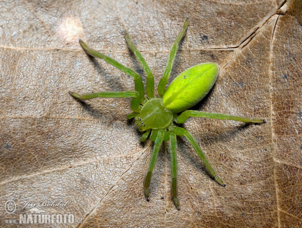 Maloočka smaragdová (Micrommata virescens)