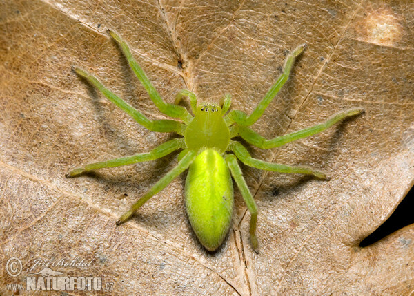 Maloočka smaragdová (Micrommata virescens)