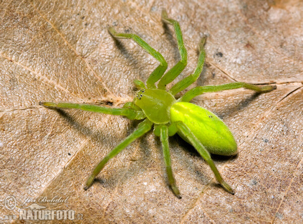 Maloočka smaragdová (Micrommata virescens)