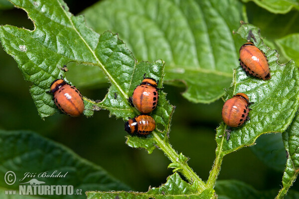 Mandelinka bramborová (Leptinotarsa decemlineata)