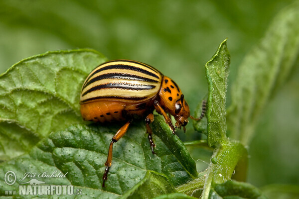 Mandelinka bramborová (Leptinotarsa decemlineata)