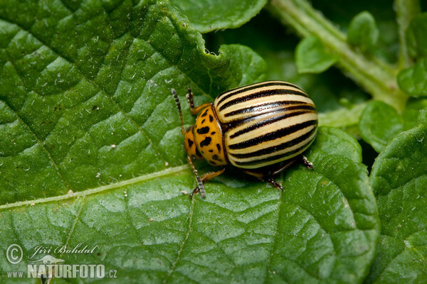 Mandelinka bramborová (Leptinotarsa decemlineata)